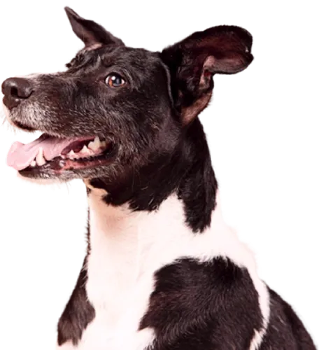Foto de um cachorro feliz