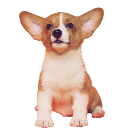 Filhote de cachorro fofinho